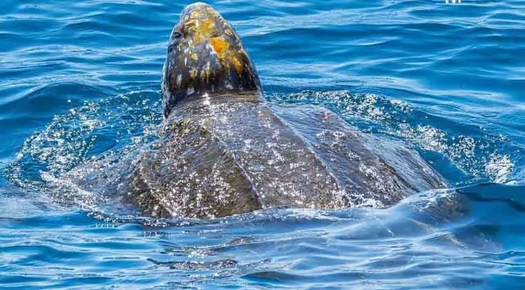 what is the largest sea turtle species