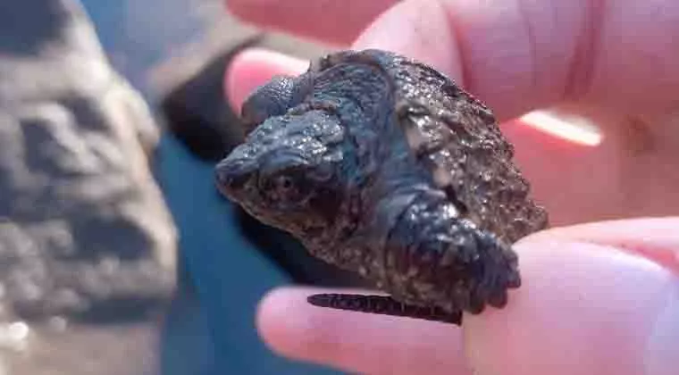 what to do if you find a baby snapping turtle