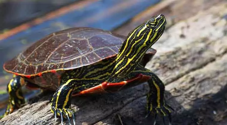 what to feed a painted turtle