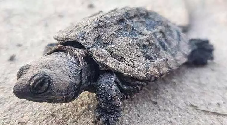 are snapping turtles endangered