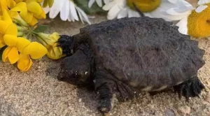 can baby snapping turtles survive on their own