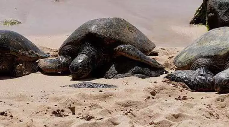 can sea turtles breathe on land