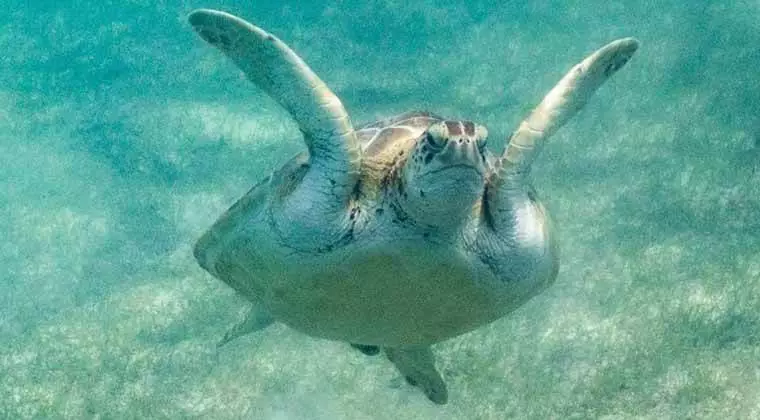 can sea turtles live in freshwater