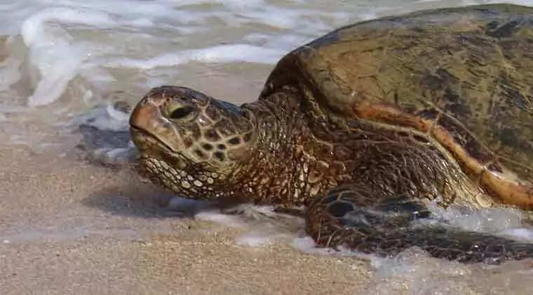 can sea turtles live on land