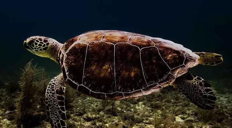 can sea turtles retract into their shells