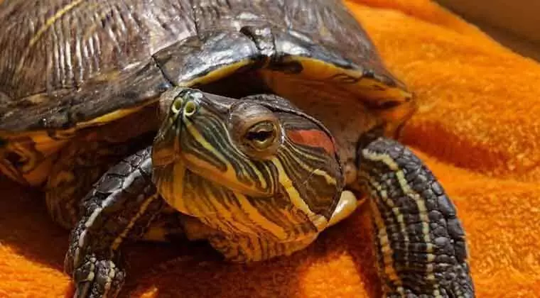 can turtles breathe on their back
