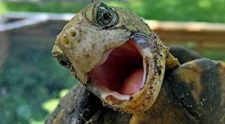 can turtles cry