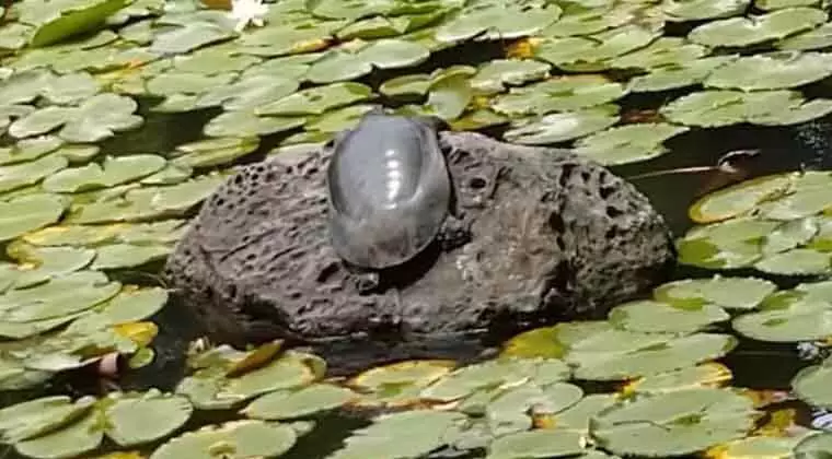 can turtles live in a pond during winter