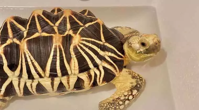 can turtles live in tap water