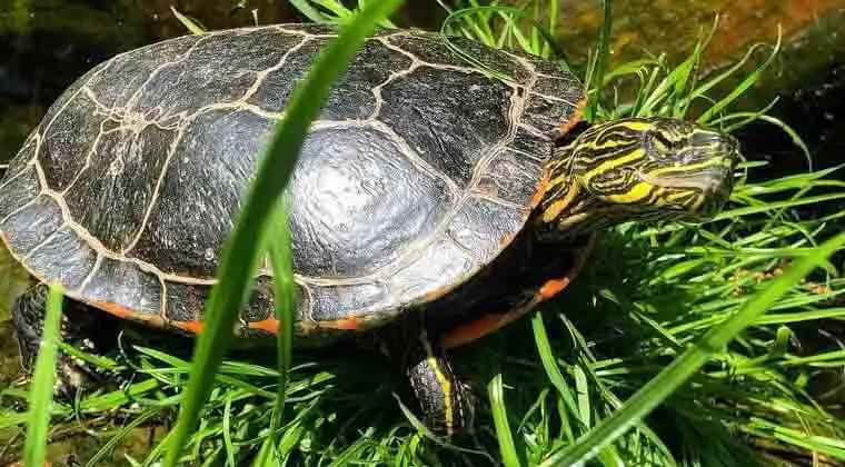 can you keep a wild turtle as a pet