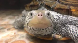 do aquatic turtles hibernate