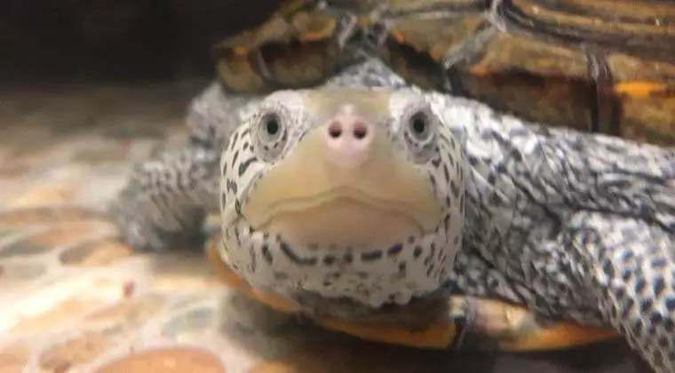 do aquatic turtles hibernate
