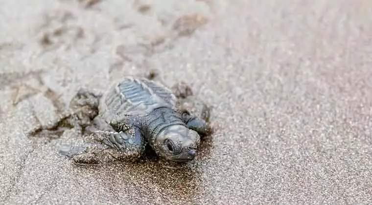 do baby sea turtles find their mom