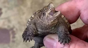 do baby snapping turtles bite