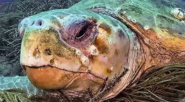 do barnacles hurt sea turtles
