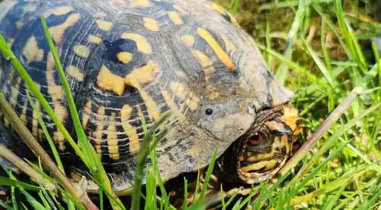 do box turtles carry diseases