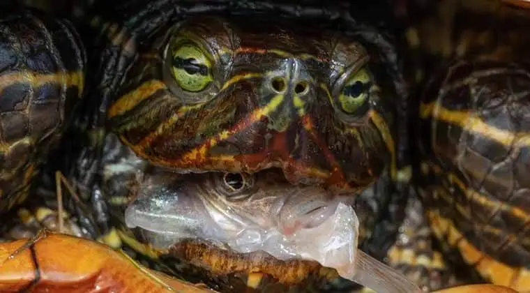 do box turtles eat fish