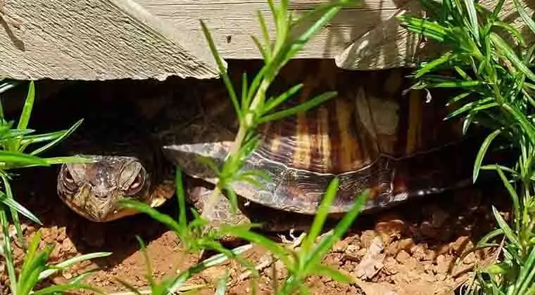 do box turtles hibernate