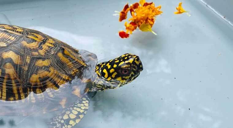 do box turtles like water