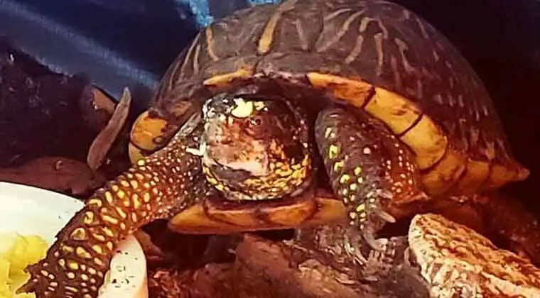 do box turtles need a heat lamp