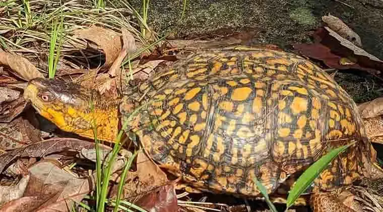 do eastern box turtles live in water