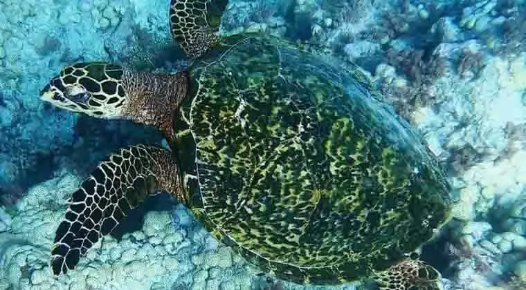 do jellyfish make turtles high