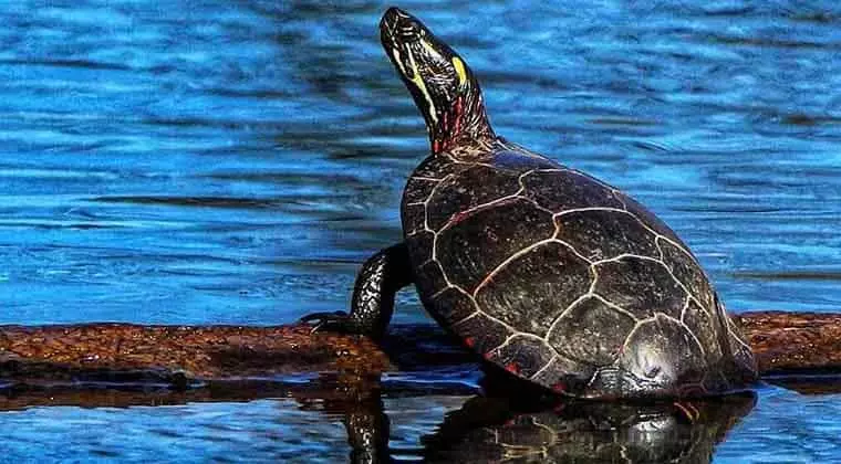 do painted turtles live in water