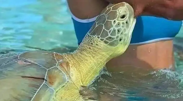 do sea turtles bite