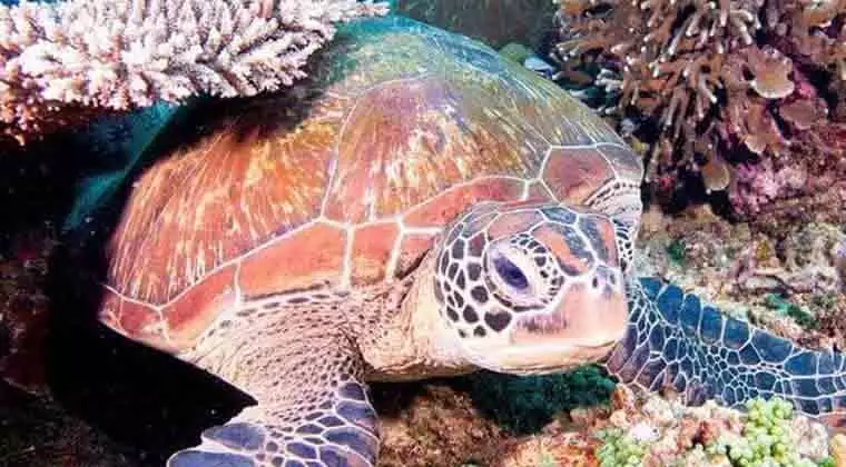 do sea turtles breathe out their butt