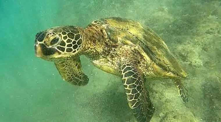 do sea turtles have predators