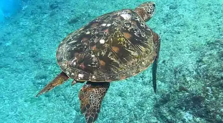 do sea turtles have tails