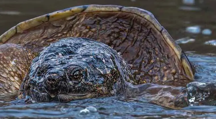 do snapping turtles attack humans