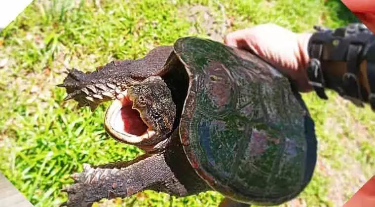 do snapping turtles bite underwater