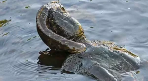 do snapping turtles eat other turtles