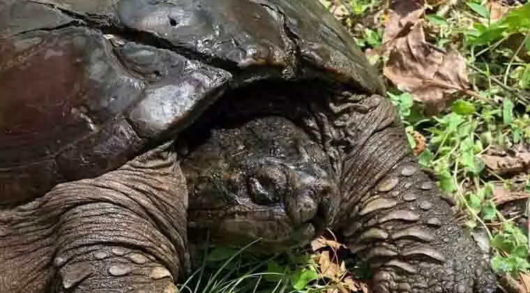 do snapping turtles lay eggs