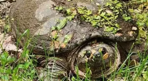 do snapping turtles leave their eggs