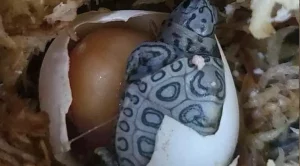 do turtles have amniotic eggs