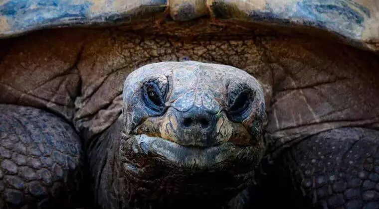 do turtles have eyelids
