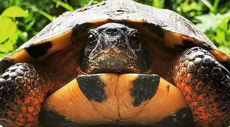 do turtles have nerves in their shells