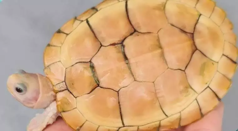 do turtles have scales