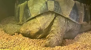 do turtles hibernate