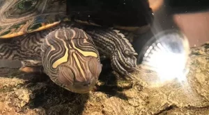 do turtles sleep at night