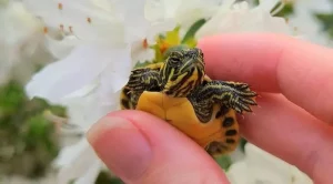 do yellow belly turtles bite