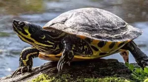 do yellow belly turtles sleep underwater