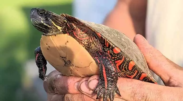 how big do eastern painted turtles get