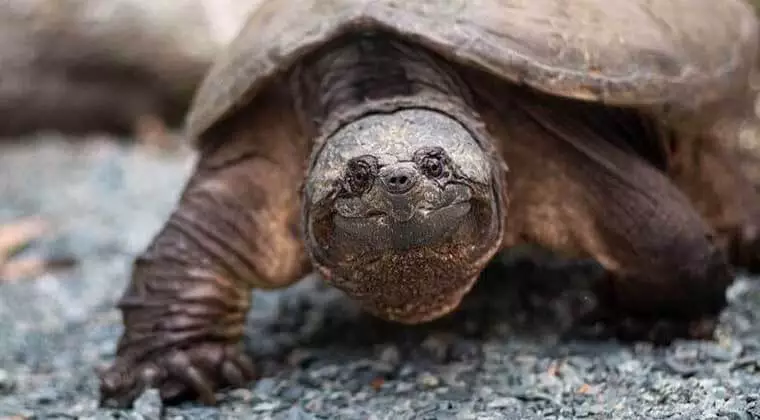 how do snapping turtles protect themselves