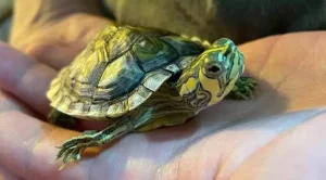 how fast do yellow belly turtles grow