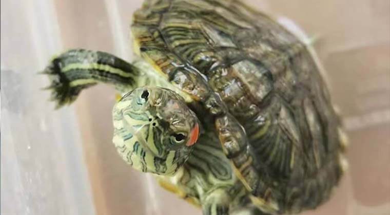 how long do red eared sliders live