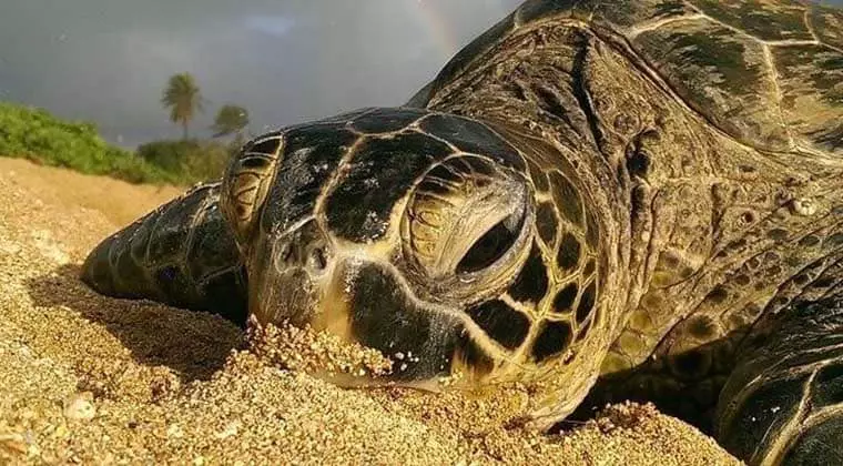 how often do sea turtles lay eggs
