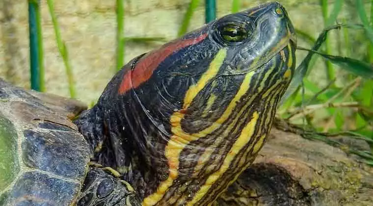 how to keep red eared slider turtle happy
